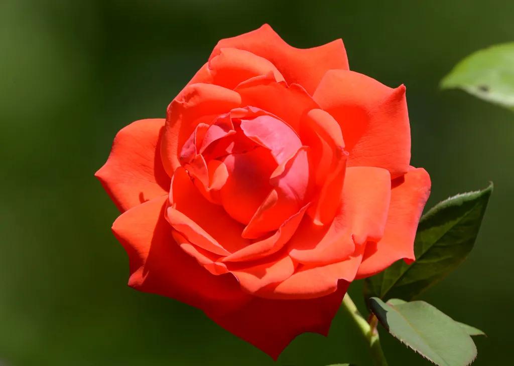 月季美图100张,月季花唯美高清图片大全