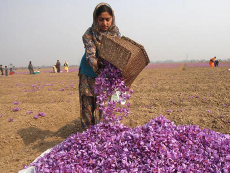 国外藏红花多少钱一只,藏红花过去便宜现在为什么贵