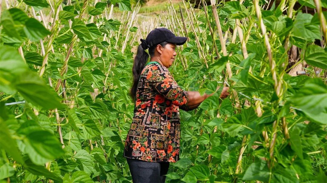 “冬闲”变“冬忙”！普洱掀起冬日“丰收潮”