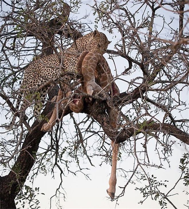27张惊悚的动物照：青蛙被鼓风机活活风干，海鸥当街活吞大老鼠