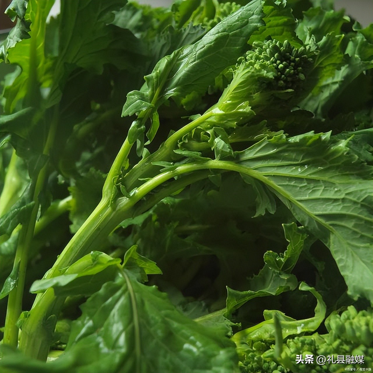 盘点6种南方“特有”的蔬菜,南方特有的蔬菜是什么菜