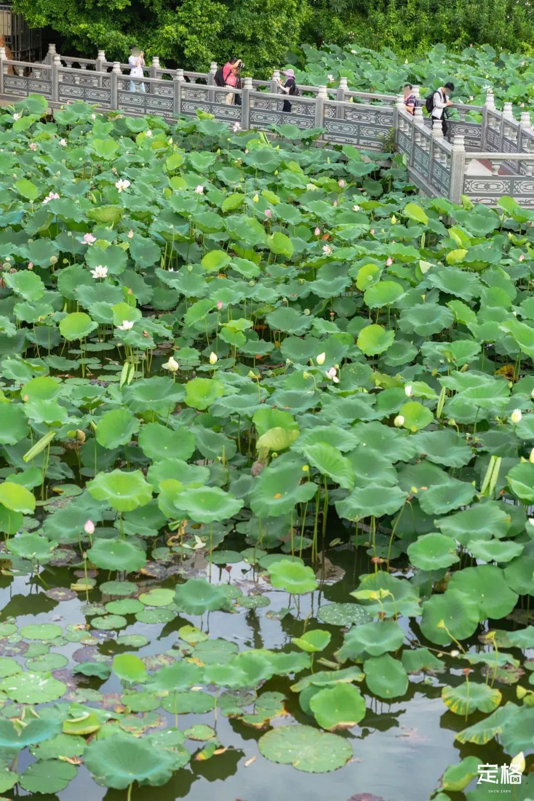 十大风景最美的湖泊排行榜,深圳风景美丽的湖泊