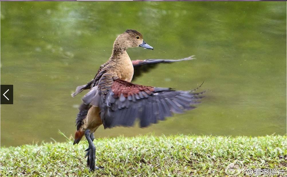 日军剃光头,日军日记真实纪实
