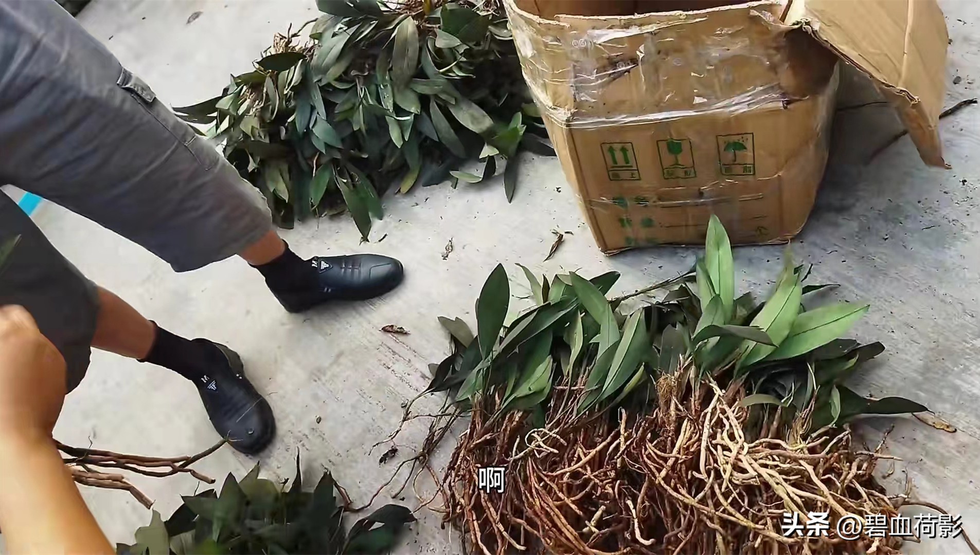 兰市低迷兔耳兰却一家独大,兰友要不要跟风投资?你需要明白五点