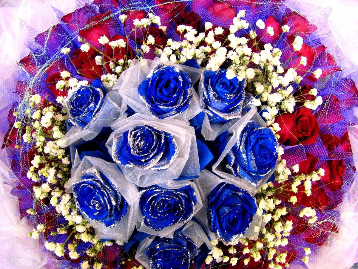 蓝色妖姬图片唯美两朵,蓝色妖姬各种图片