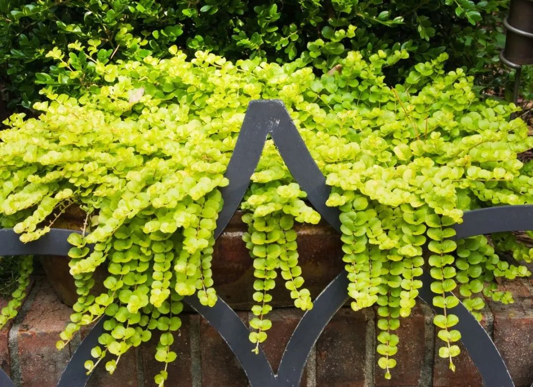 推荐十种适合北方庭院的开花植物,十大适合北方庭院种植的植物