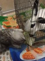 怎么给猫用中医把脉,中医给猫咪吃中药