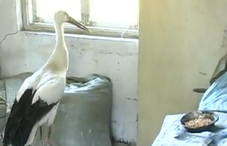 男子捡到怪鸟是国家二级保护动物,东北大哥捡到白色怪鸟