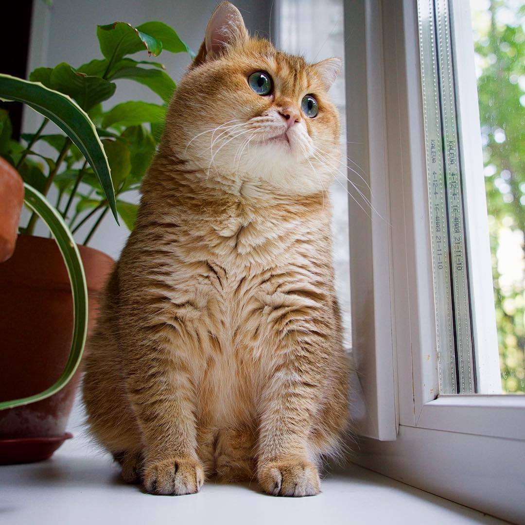 如何给不听话的猫咪剪指甲,可以用普通指甲剪给猫咪剪指甲吗