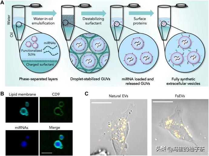 探索人工多酶网络构建代谢的优势:一种新的途径吗？