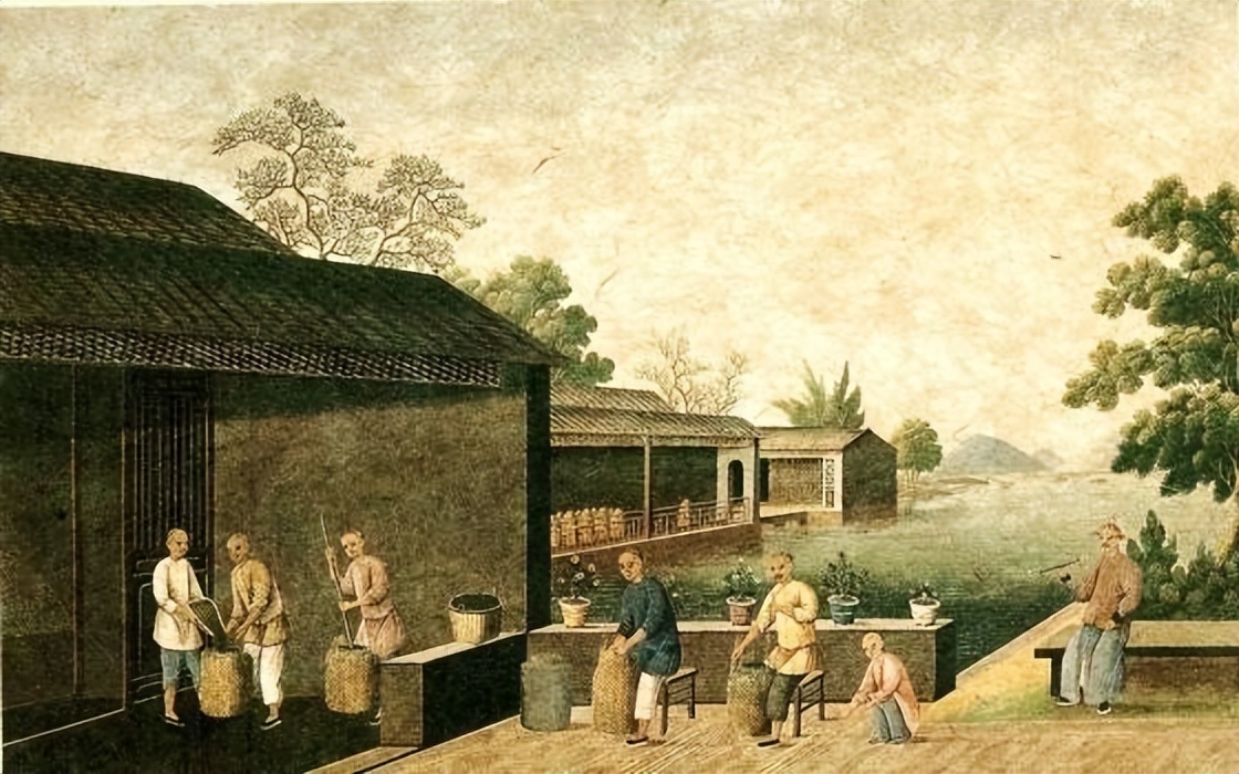 痛心的技术泄密：英国*子骗**从中国偷走两种树苗，中国损失百亿纹银