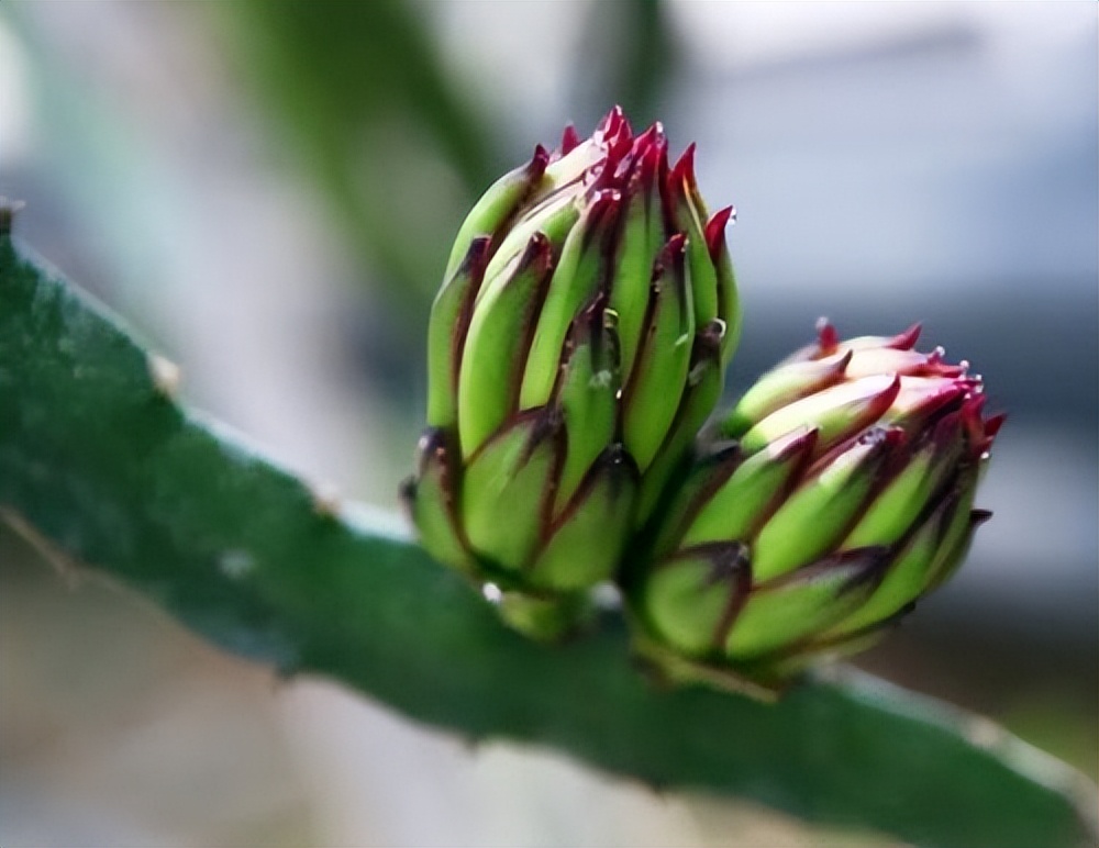 火龙果插枝越长越好吗,火龙果是幼枝插好还是老枝好