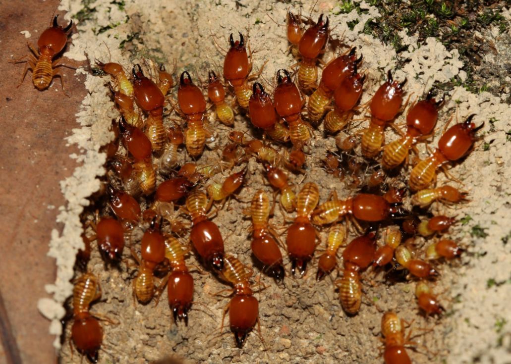 药店能买到白蚁药吗,在哪里买到正品白蚁药