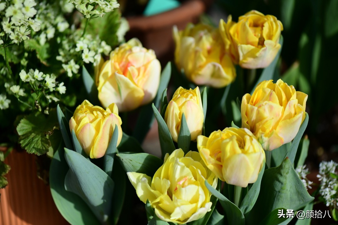 盘点今年河马花园里最美的几款郁金香|园丁