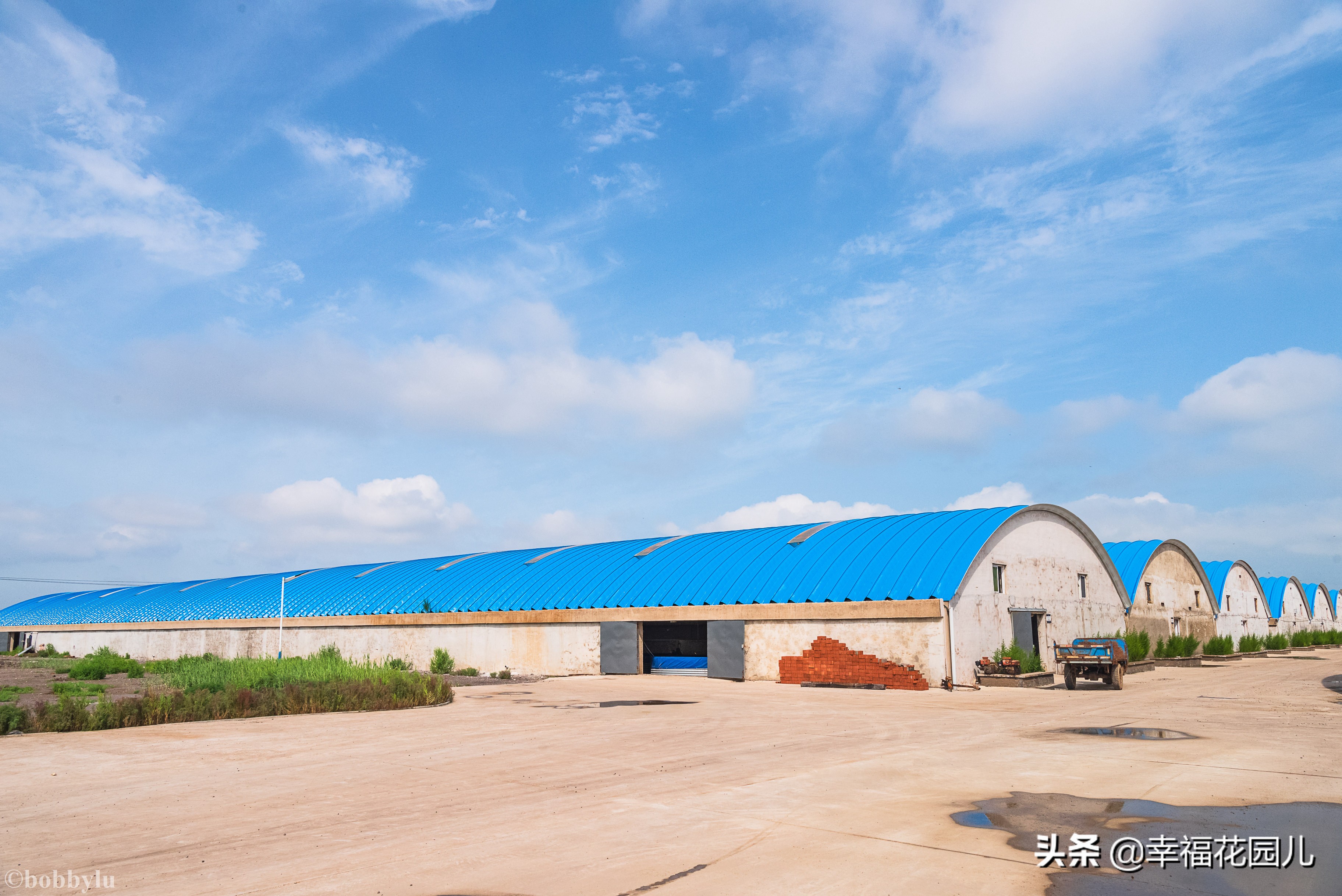 美味河豚有多金贵？养殖就有多娇贵！十里海河豚小镇探秘美食之源