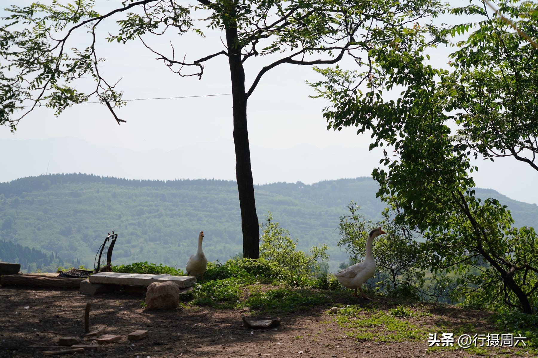 山村兄弟二人搭伙养羊，分配方法奇特，弟弟每年能分8只羊