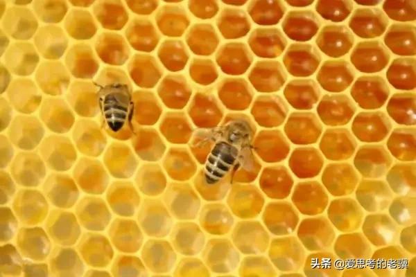 勤劳的蜜蜂写一首现代诗,蜜蜂现代诗自创