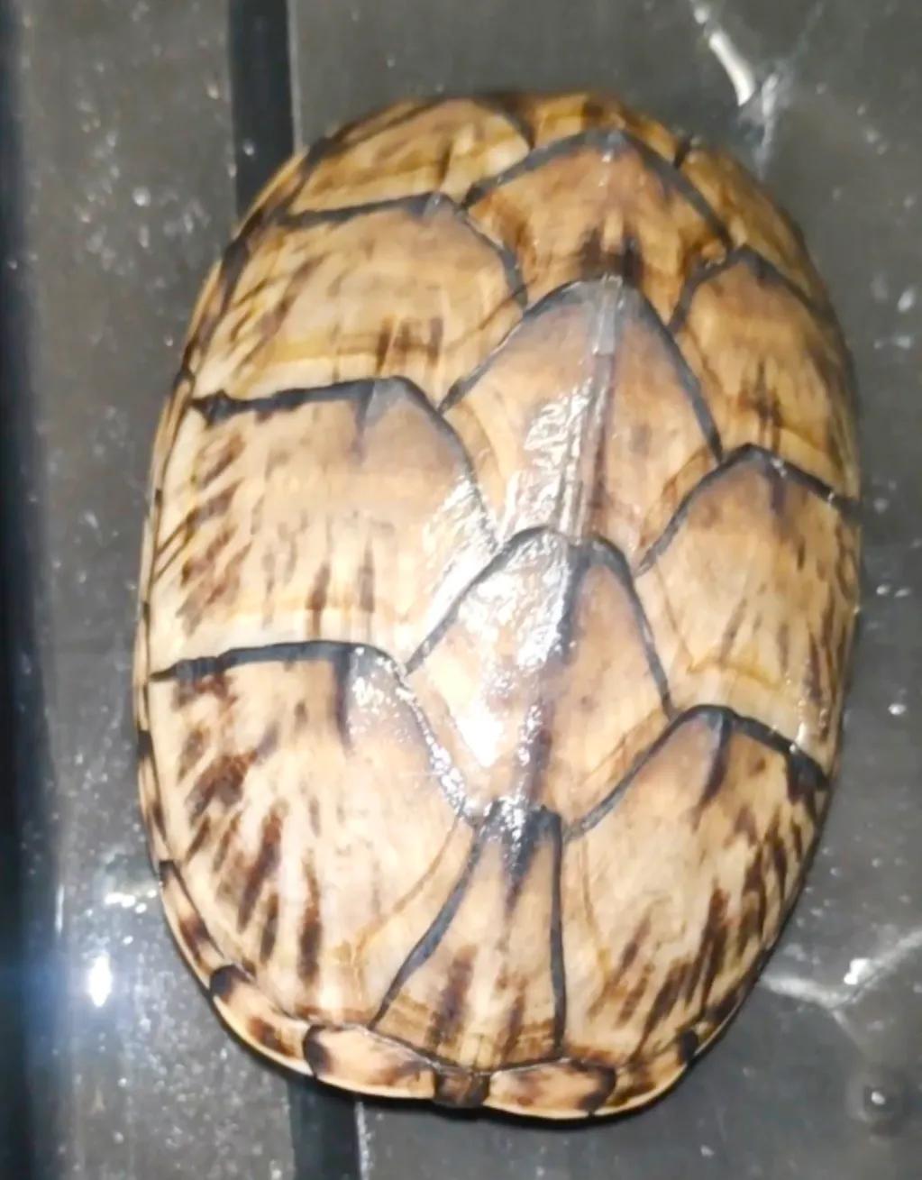 好养的蛋龟推荐,好养又好看的蛋龟