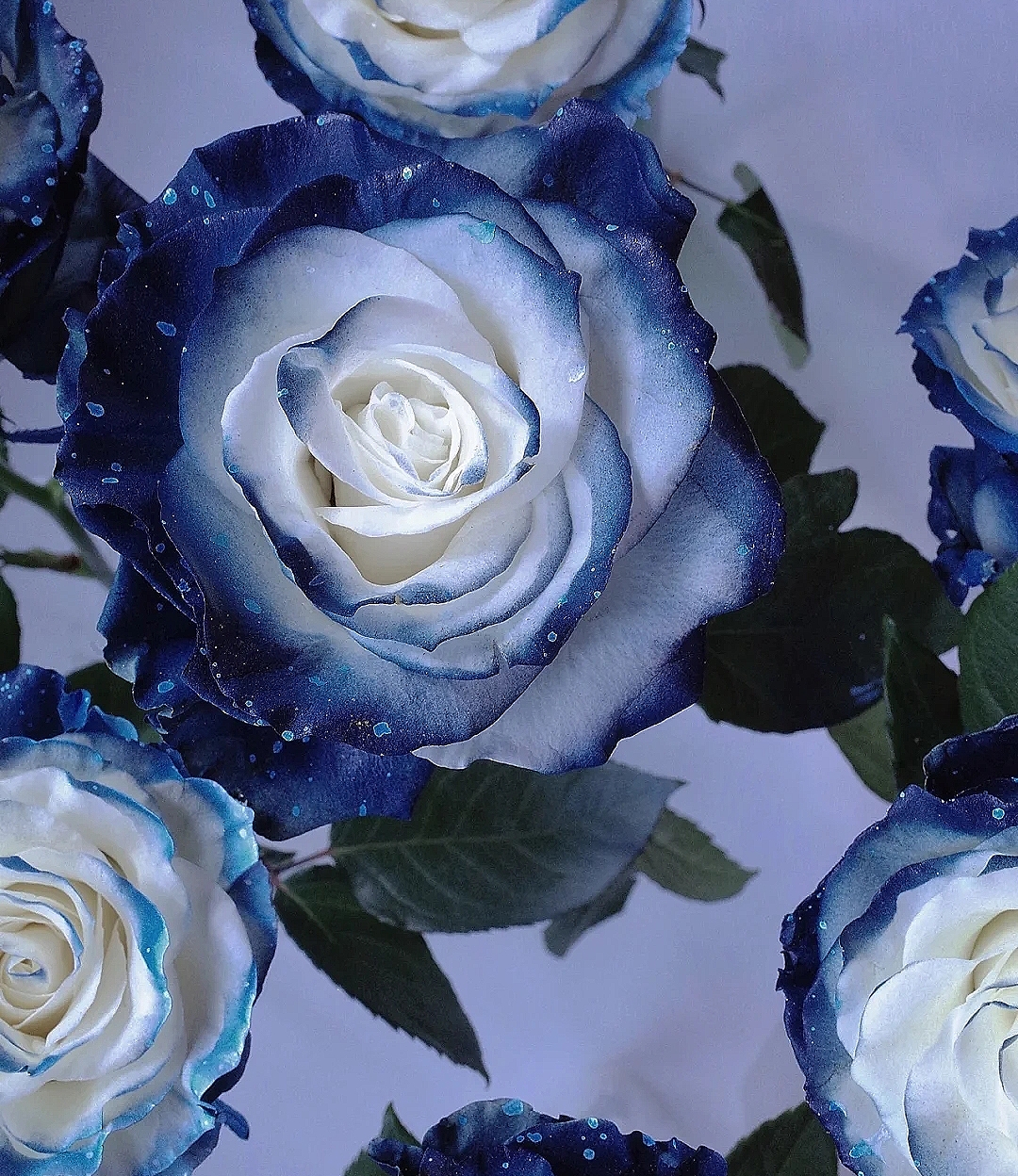 花艺教程花材打理知识,花艺教程常用花材及叶材有哪些