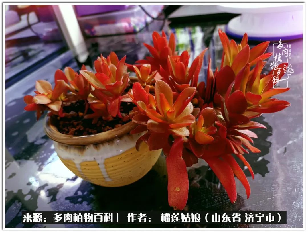 繁花似锦觅安宁淡如流水度一生,繁花似锦觅安宁淡云流水度人生