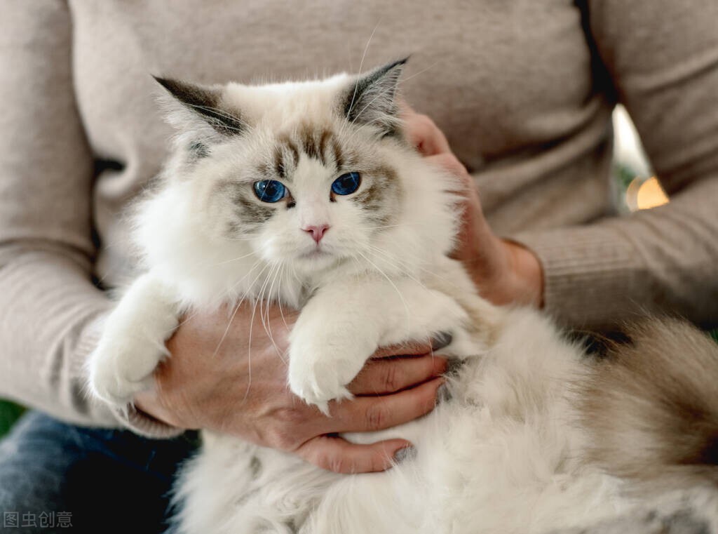 猫咪咳嗽流鼻涕打喷嚏吃什么药,猫咪咳嗽鼻子流鼻涕宠物医院