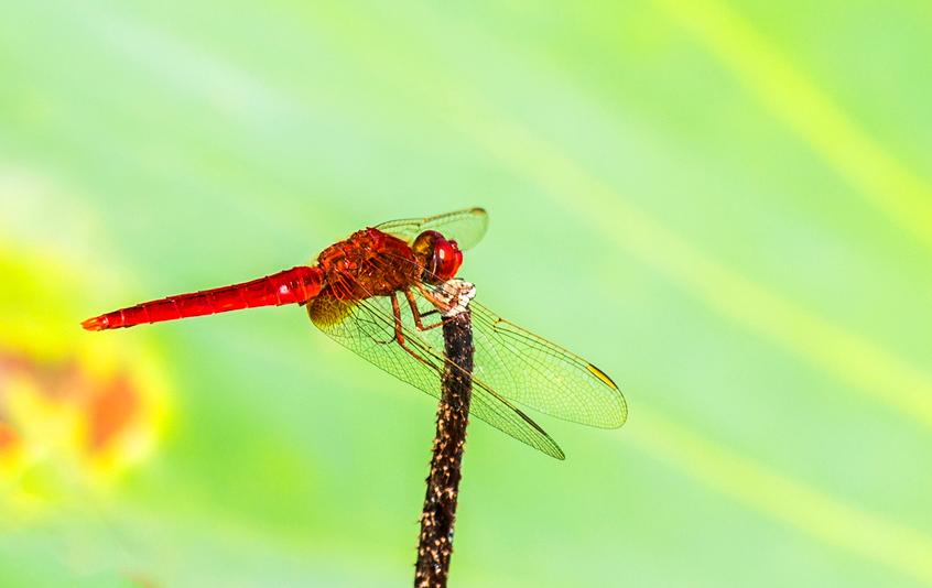 蚊子怕什么的昆虫,蚊子最怕什么动物的害虫