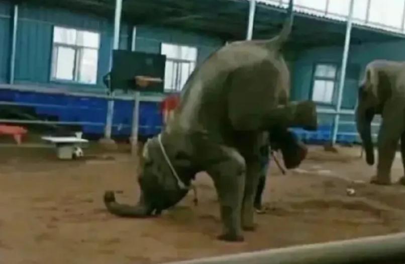 6岁公主活成“脚链囚徒”,背后的动物表演让人心疼