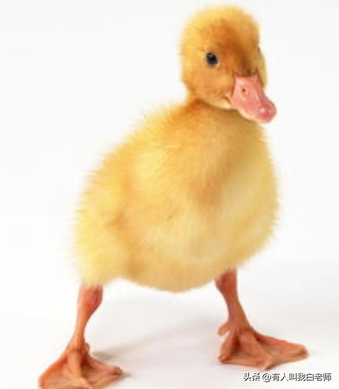 在城里养鸡养鸭,养鸭小孩