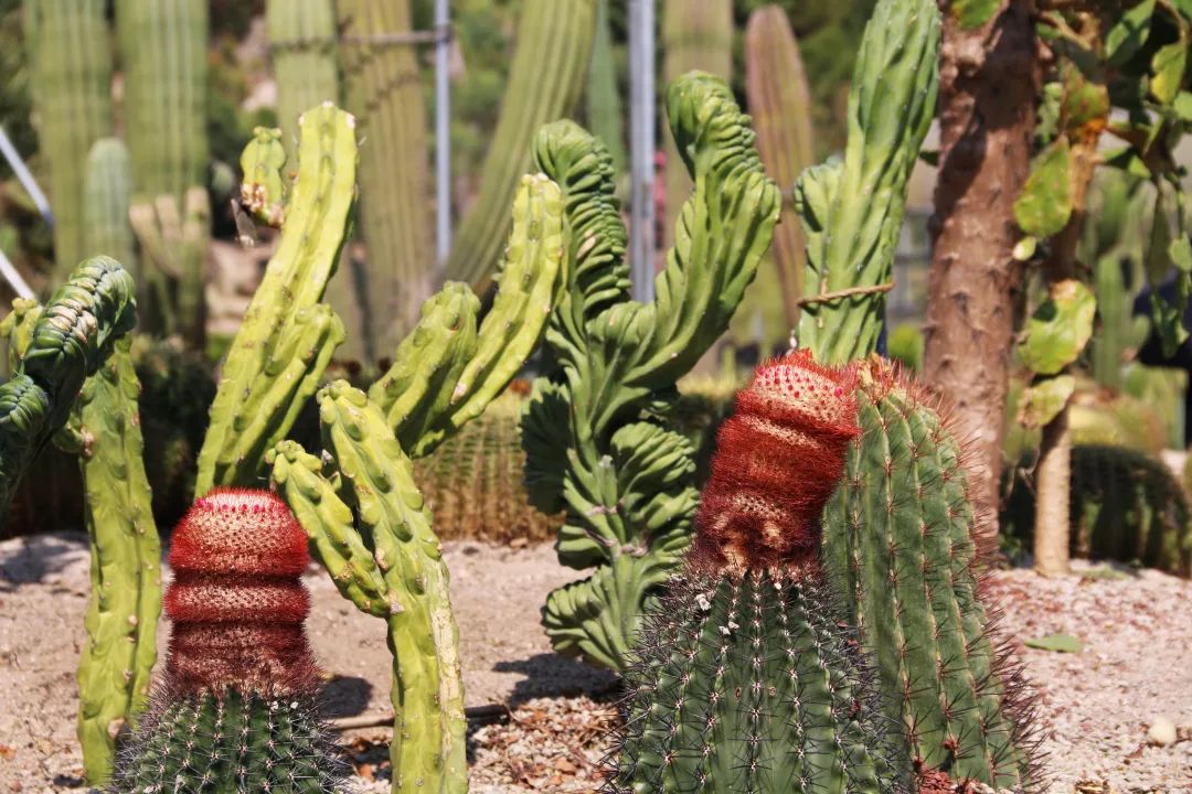 厦门亲子旅行攻略,厦门北站亲子宾馆