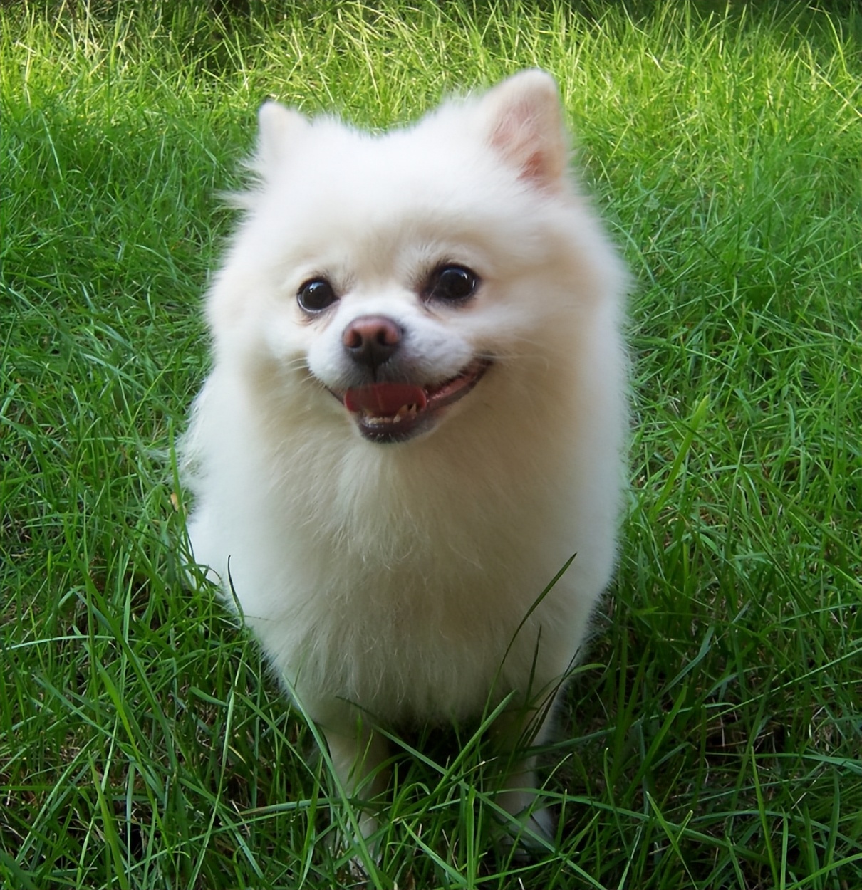 网购爱宠竟为“重病狗”，商家需不需要承担医疗费？