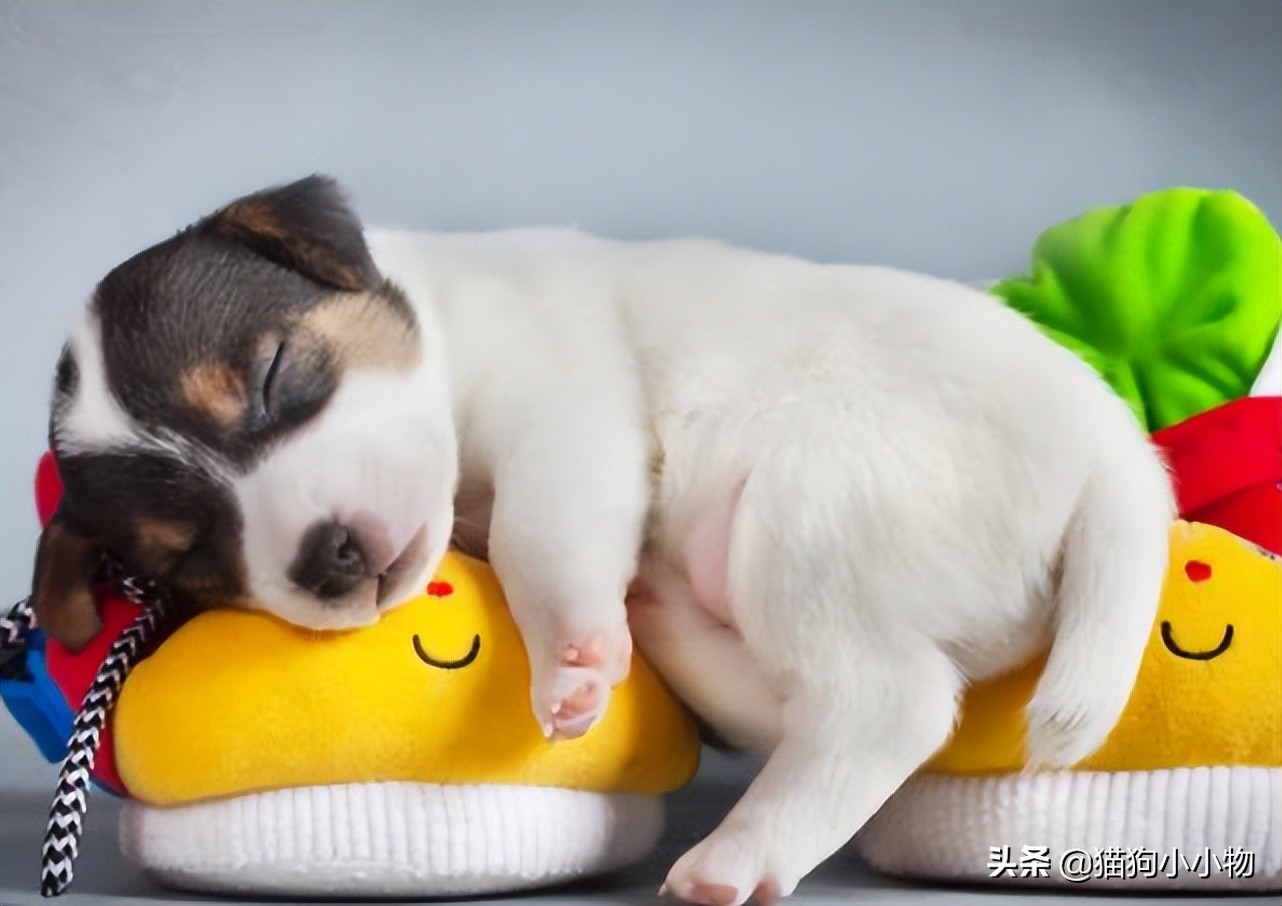 狗狗闭着眼睛睡觉代表什么,狗狗睡觉为什么会有怪异的动作