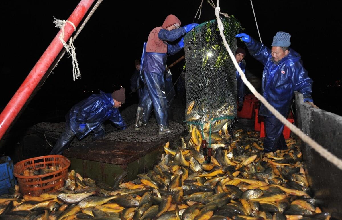 渔民一网捞出2450公斤野生大黄鱼,浙江渔民抓到黄鱼卖了近亿元