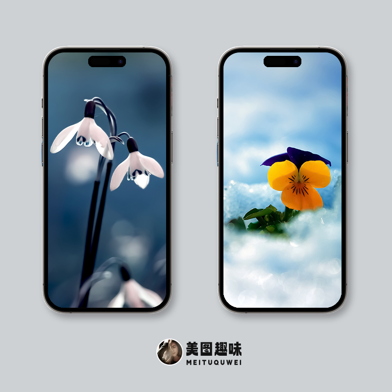 超清黑色花朵全面屏手机壁纸,苹果ios壁纸超清4k全面屏