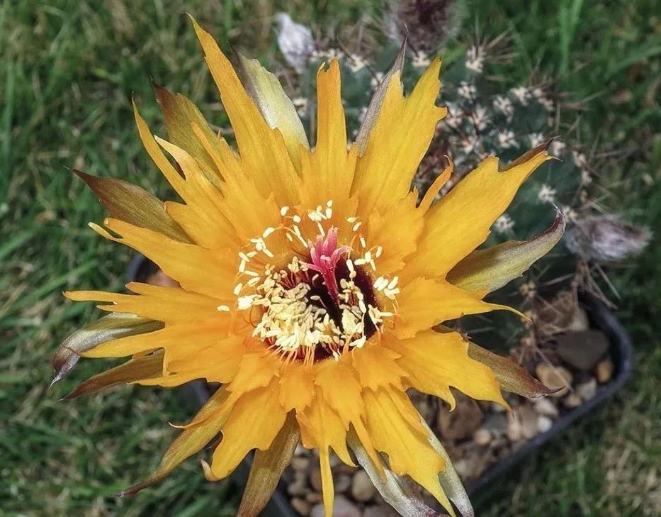 200种·仙人球开花图鉴，大开眼界，美到爆