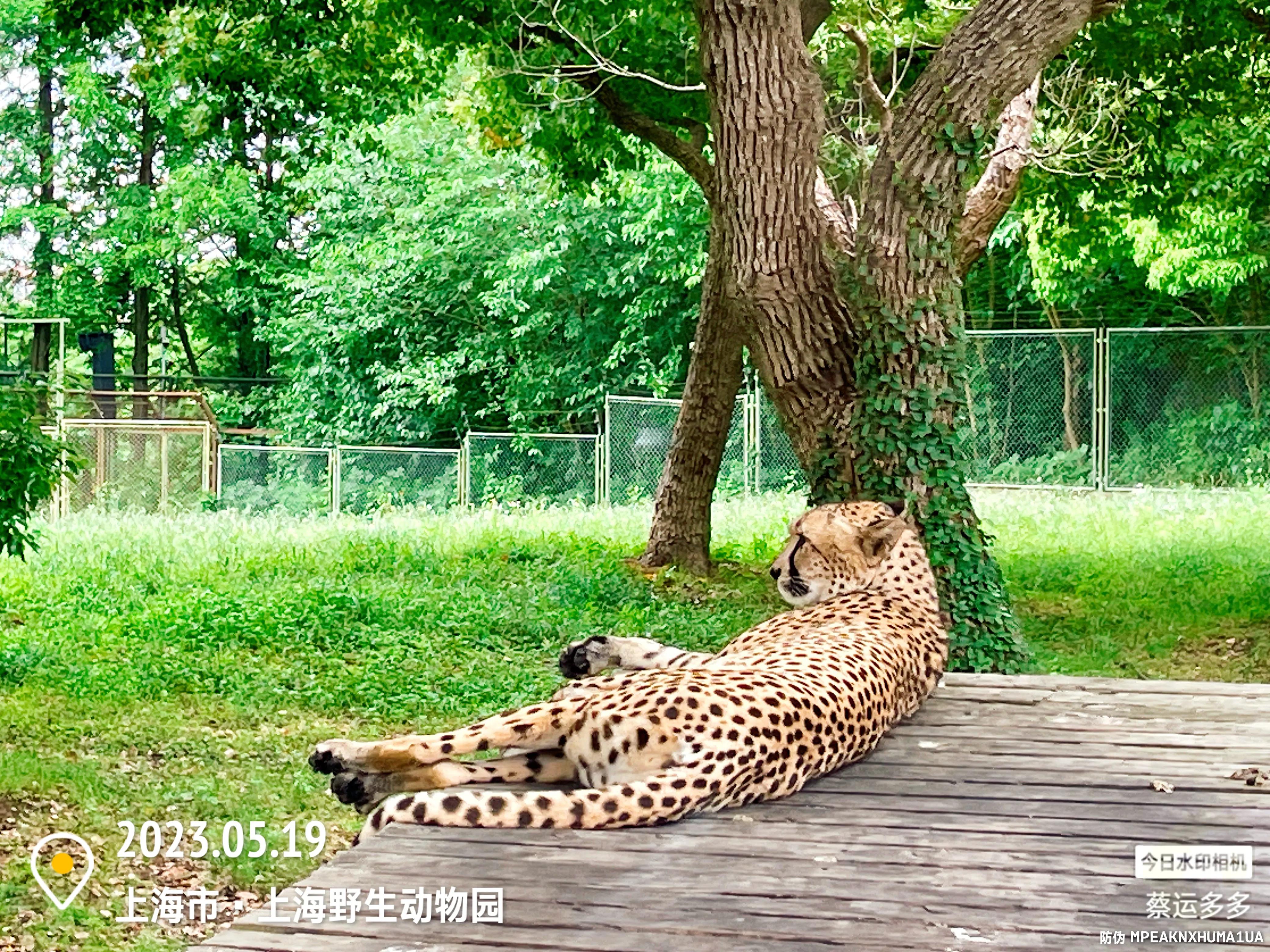 我喜爱的动物是小猫,什么动物招人喜爱
