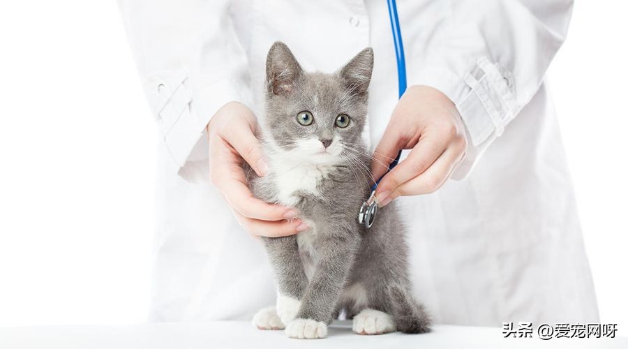 猫咪耳部疾病的预防 (猫咪泌尿系统疾病)