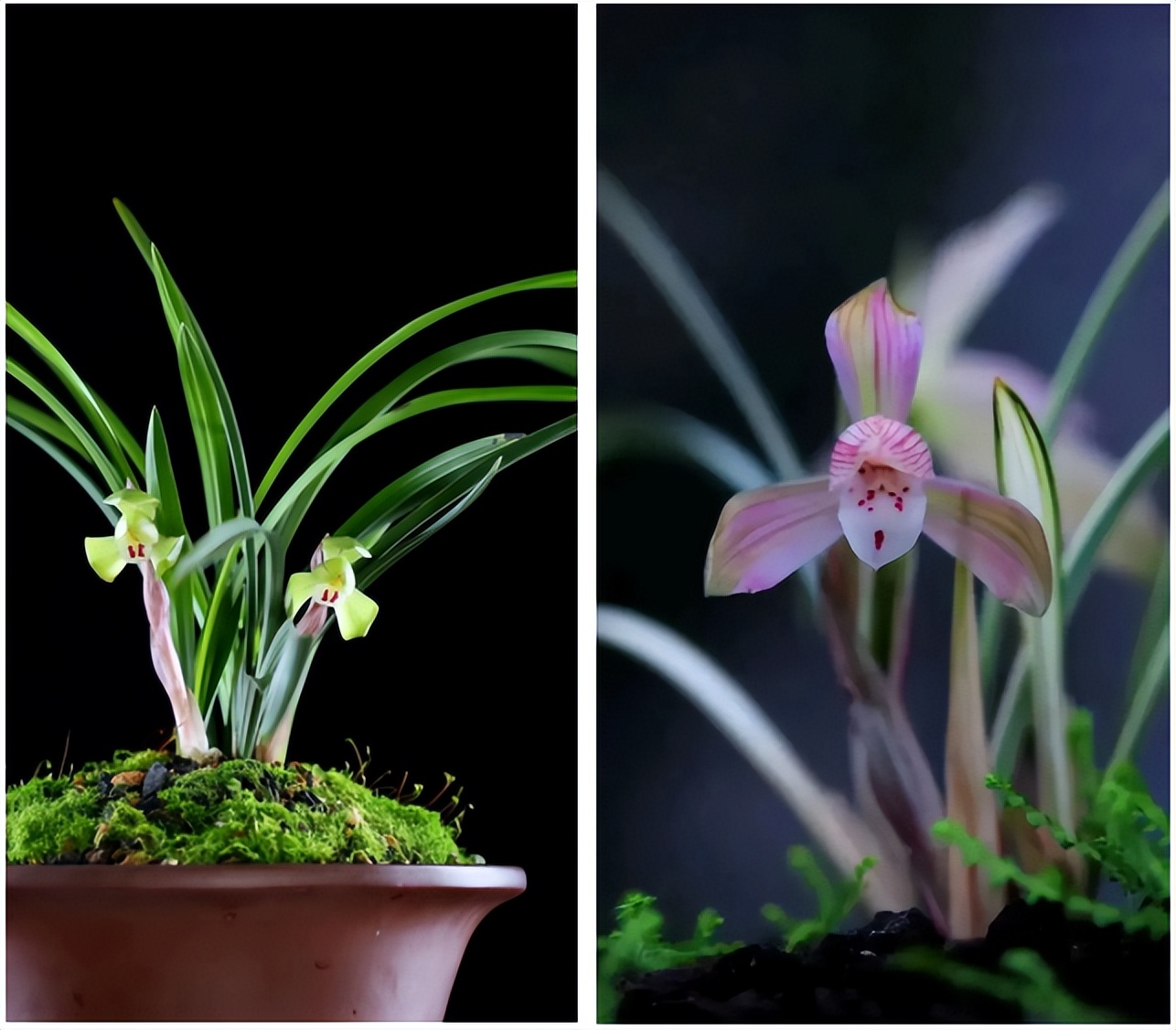 今年兰花展金奖,2020浙江兰花展