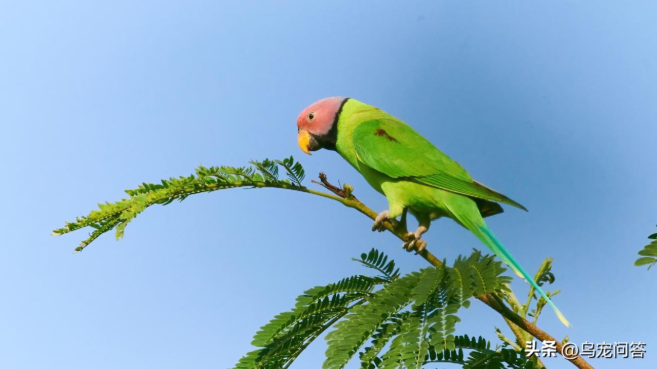 鹦鹉羽粉特别多,玄凤鹦鹉羽粉多怎么办