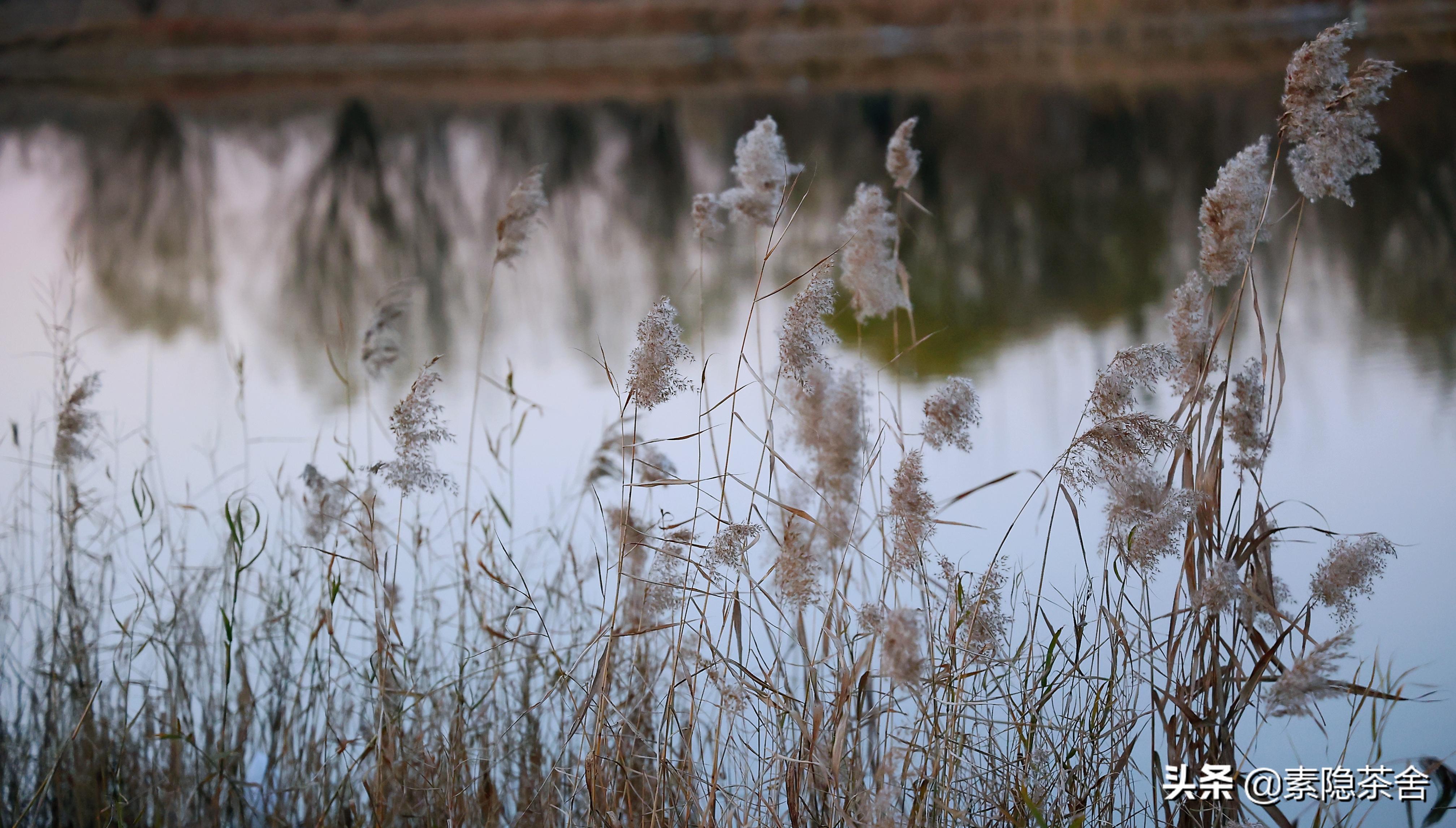 六大茶山六个山头,六大茶山各个山头茶的特点