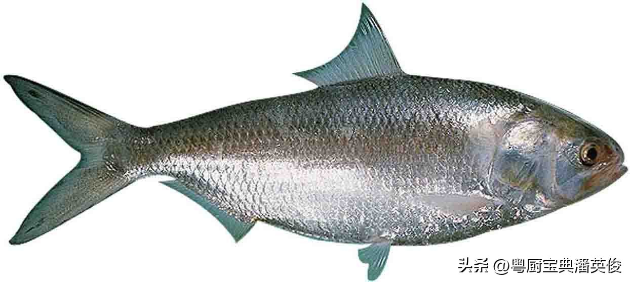 海鱼鳊鱼都是什么鱼,正宗鳊鱼是什么鱼