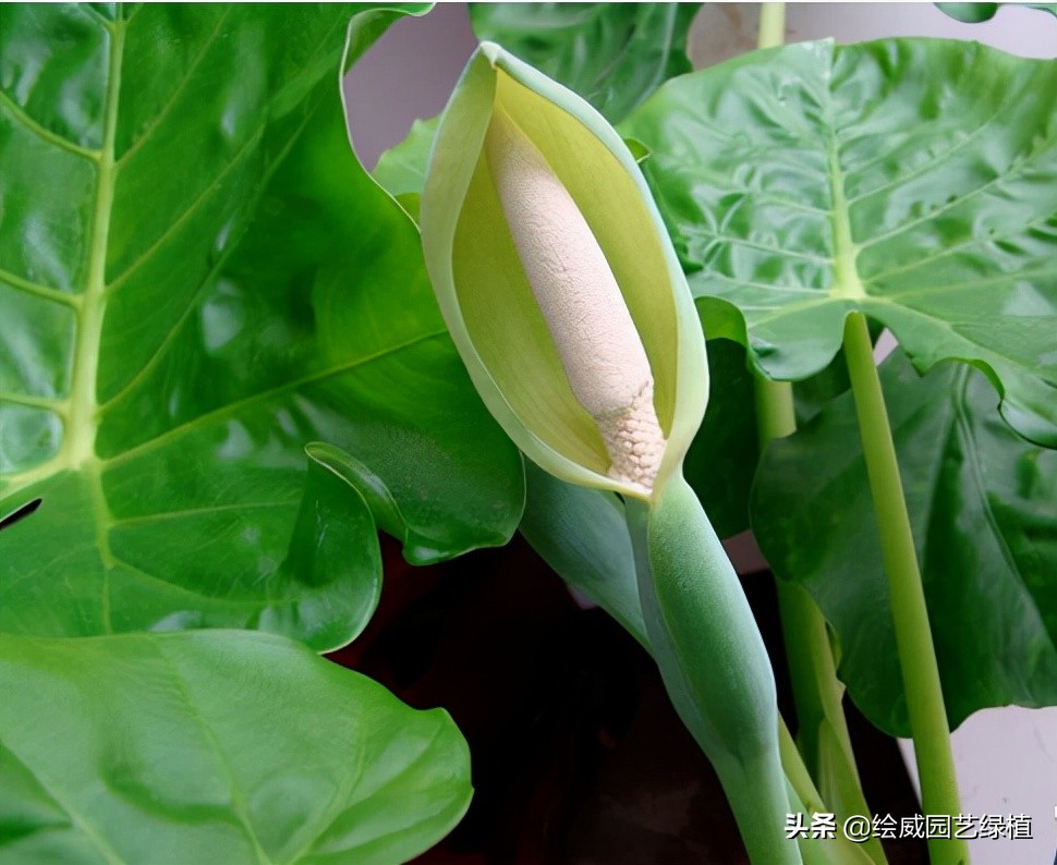 剧毒植物在身边，一个比一个危险，见到了一定要远离