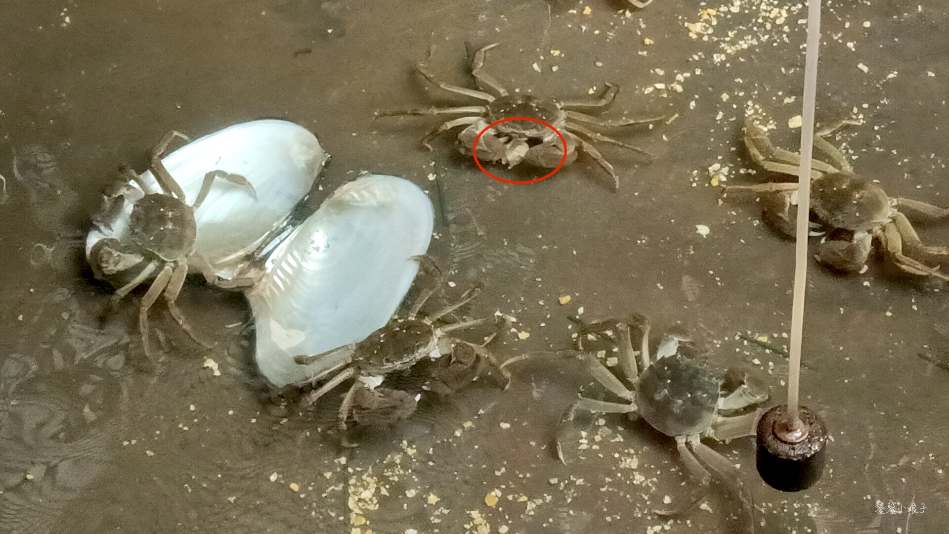 阳澄湖大闸蟹自驾地点推荐,去阳澄湖吃正宗大闸蟹攻略来了