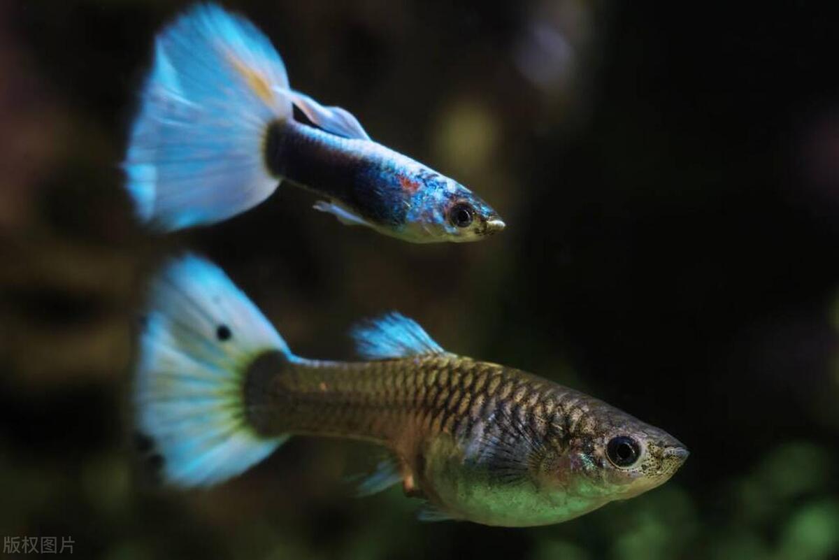 解析喂食孔雀鱼的五种食物,孔雀鱼喂食食物沉底怎么办