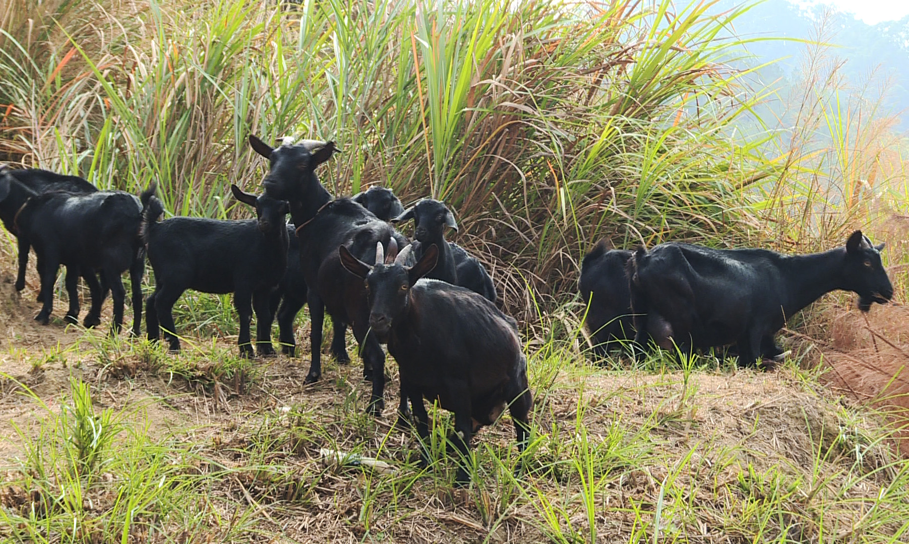 黑山羊养殖技术和条件,养黑山羊的技术和养殖方法学习