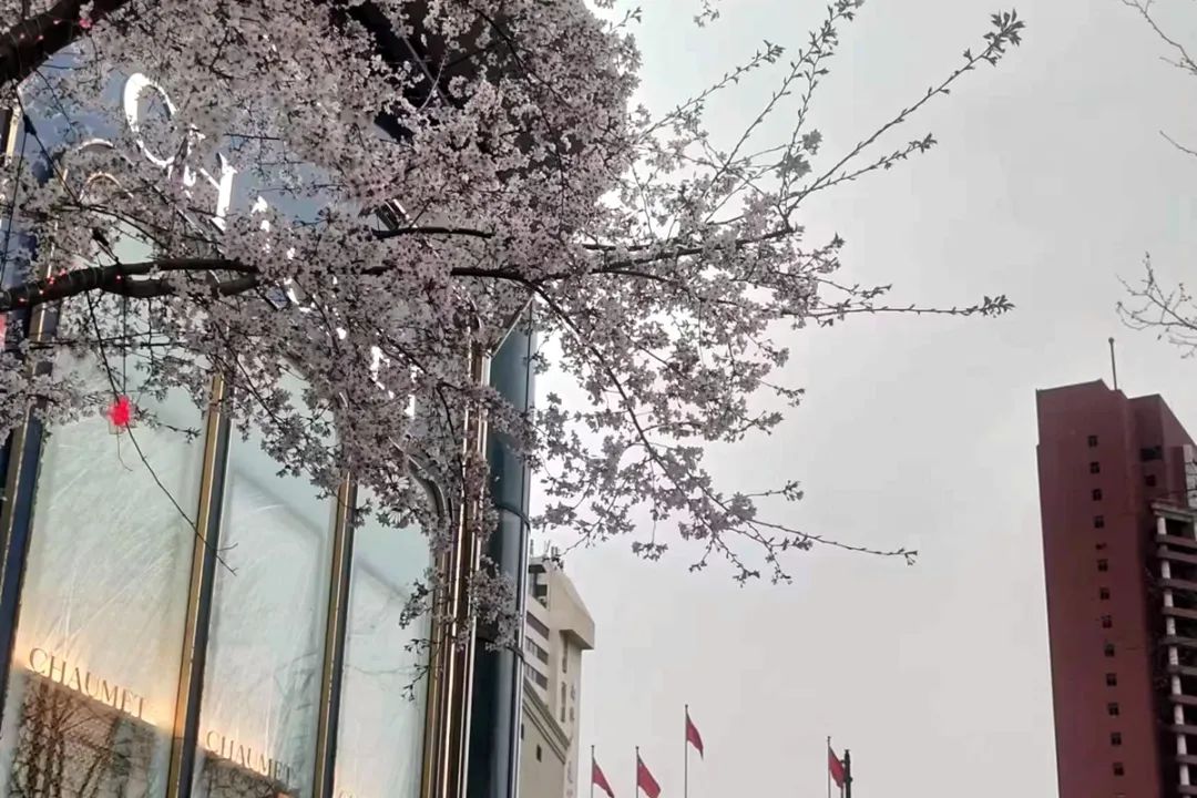 半个朋友圈都在蹭的樱花,狂吸80亿