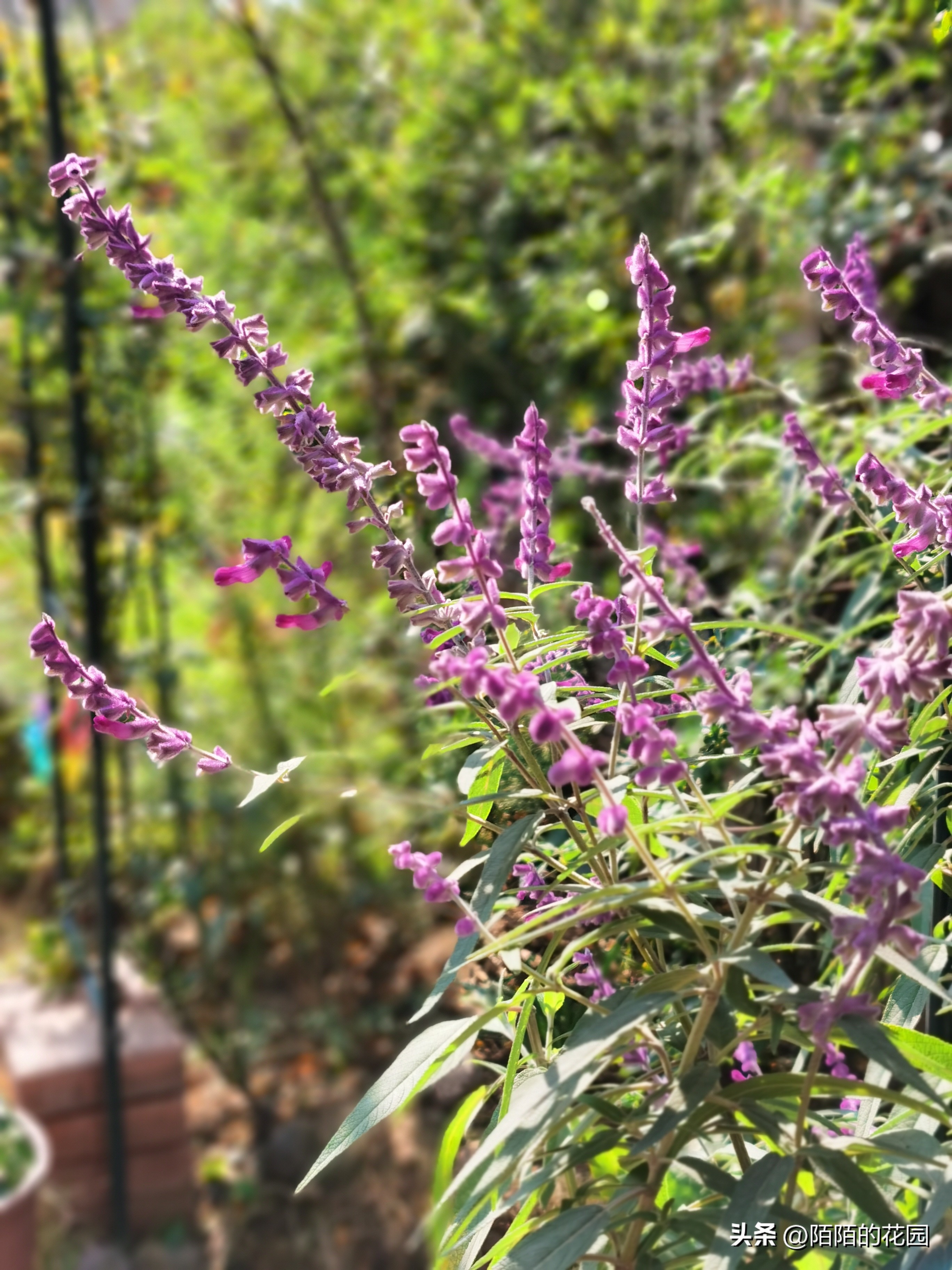 春节开花的庭院花卉,适合四季开花的庭院花卉