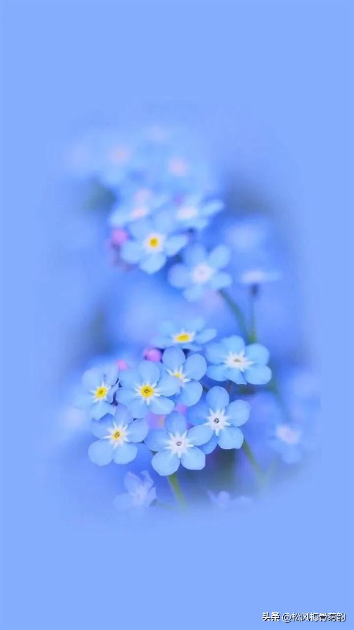 地上的花开万紫千红,心中有花香人生四季皆风景