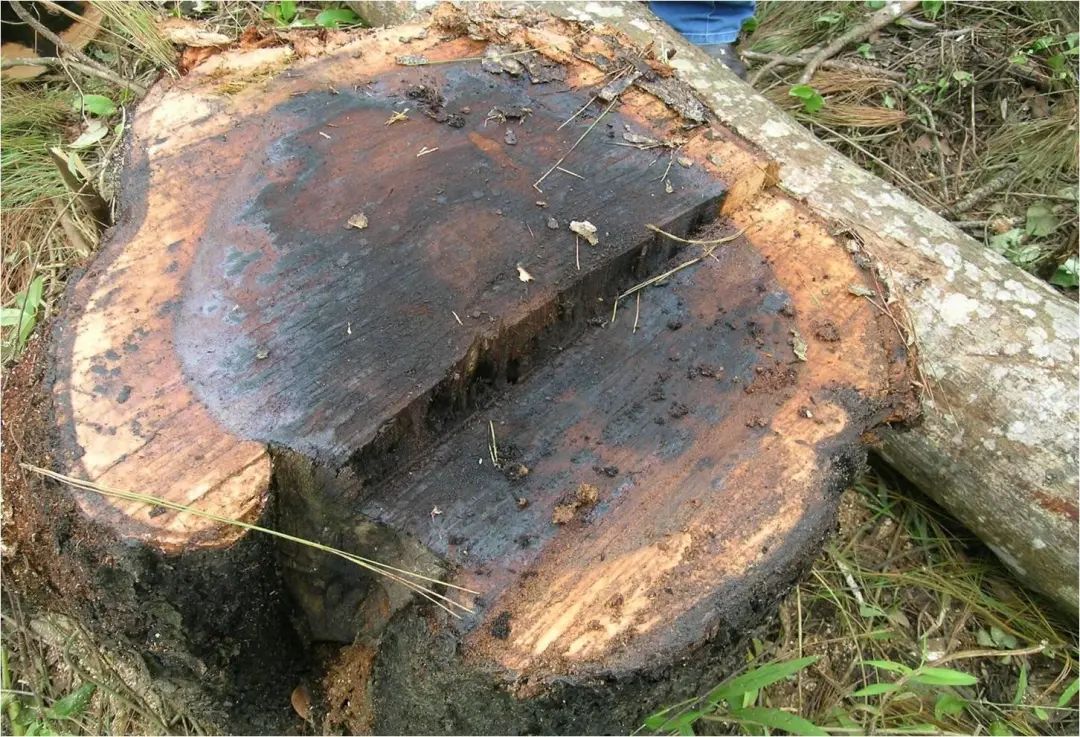 铁力木和铁刀木哪种做大门好,铁力木和铁刀木属于红木吗