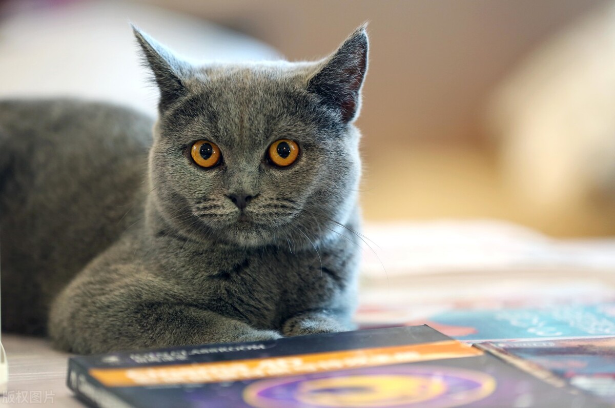 科普一下宠物托运注意事项,宠物运输服务常识