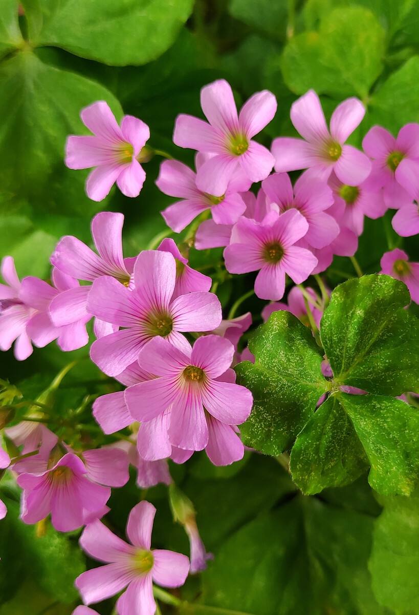 清明期间开的野花有哪些,清明节野花